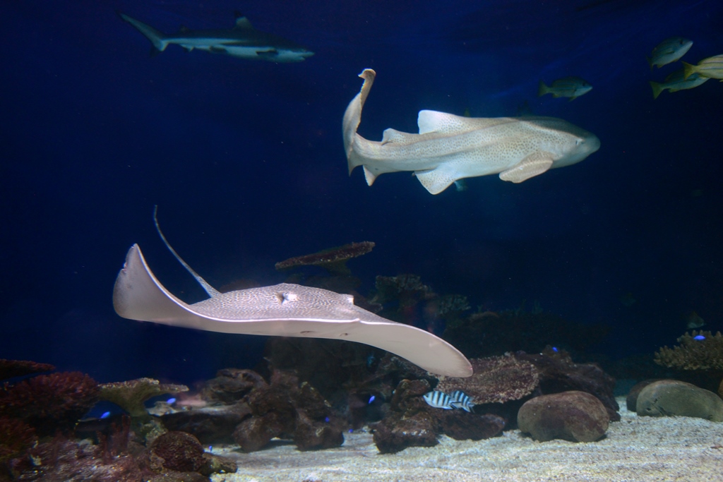 Journée des espèces en voie de disparition