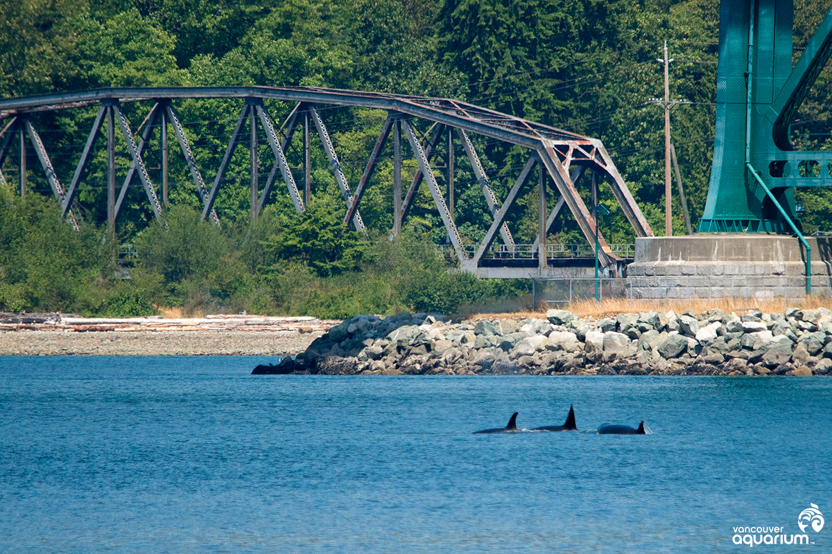 Whale report iPhone app 