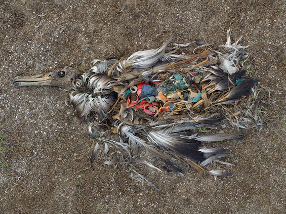 Un oiseau avec du estomac en plastique