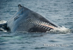 Les baleines à bosse font encore face à des menaces telles que des impacts d’hélice.