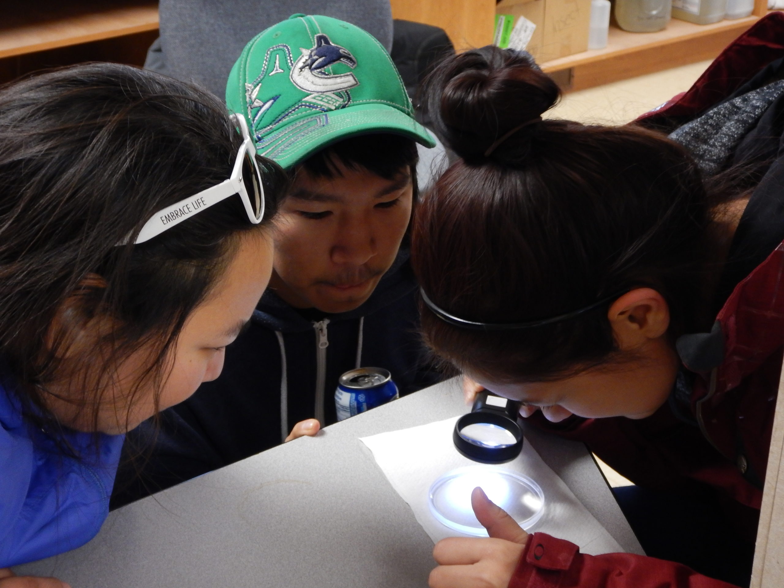 Jennifer Ullulaq, Jamie Ihakkaq et Jasmine Tiktalek examinent le plancton collecté sur le littoral de la baie de Cambridge dans le cadre du programme Ikaarvik.  