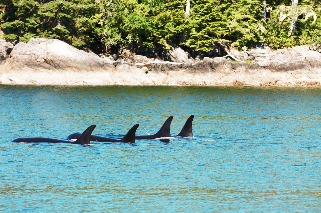 B.C. Killer Whales