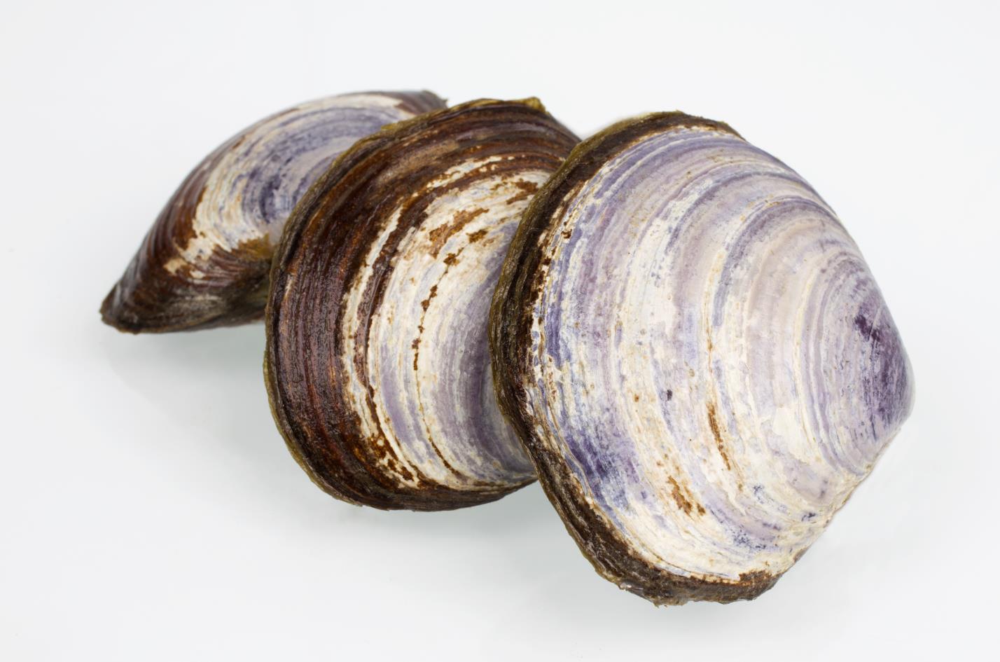 Les délicieuses palourdes salées font partie des plus de 500 produits recommandés par Ocean Wise disponibles chez Seacore Seafood Inc. Crédit : Seacore Seafood Inc.