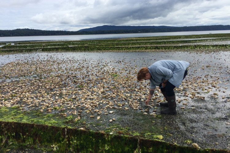 Un des moments forts du festival a été ma visite à Fanny Bay Oysters. Nous avons eu droit à une visite guidée des installations ainsi que de leurs plages.