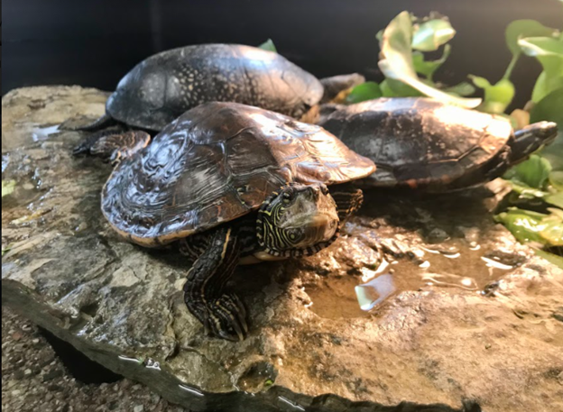 Voici trois de nos 10 tortues ambassadeurs éducatives : Mappy la tortue cartographique du Nord, Shellbie la tortue peinte des Midlands et Andrea la tortue de Blanding