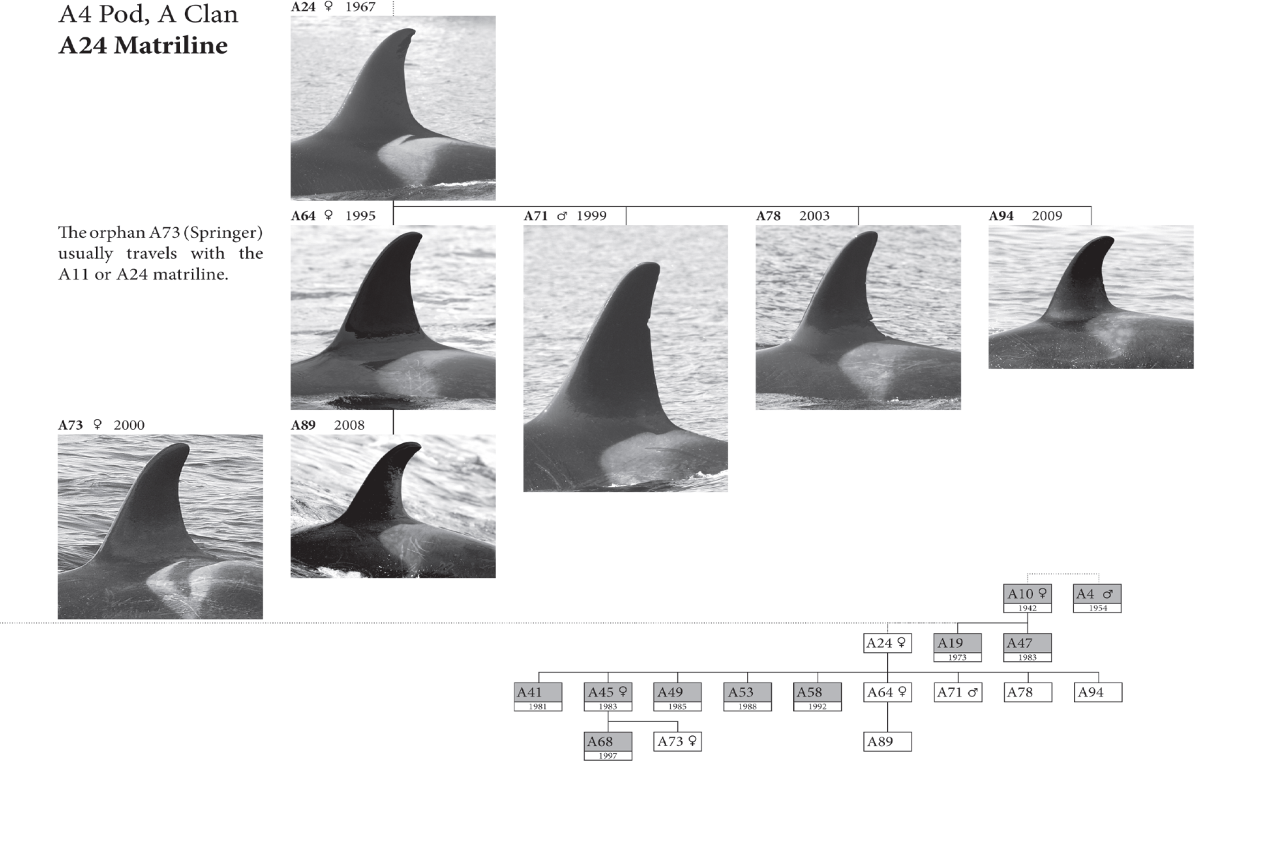 Killer whale research Vancouver Aquarium