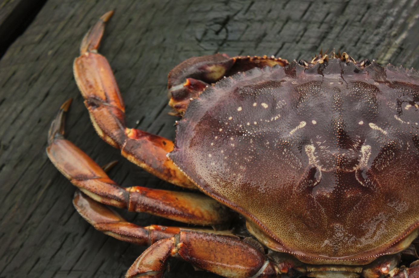 Fruits de mer durables : Ocean Wise