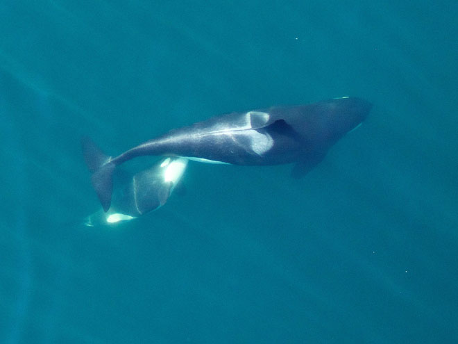 Mobley, l’hexacoptère, capture des images d’un veau qui allaitait.