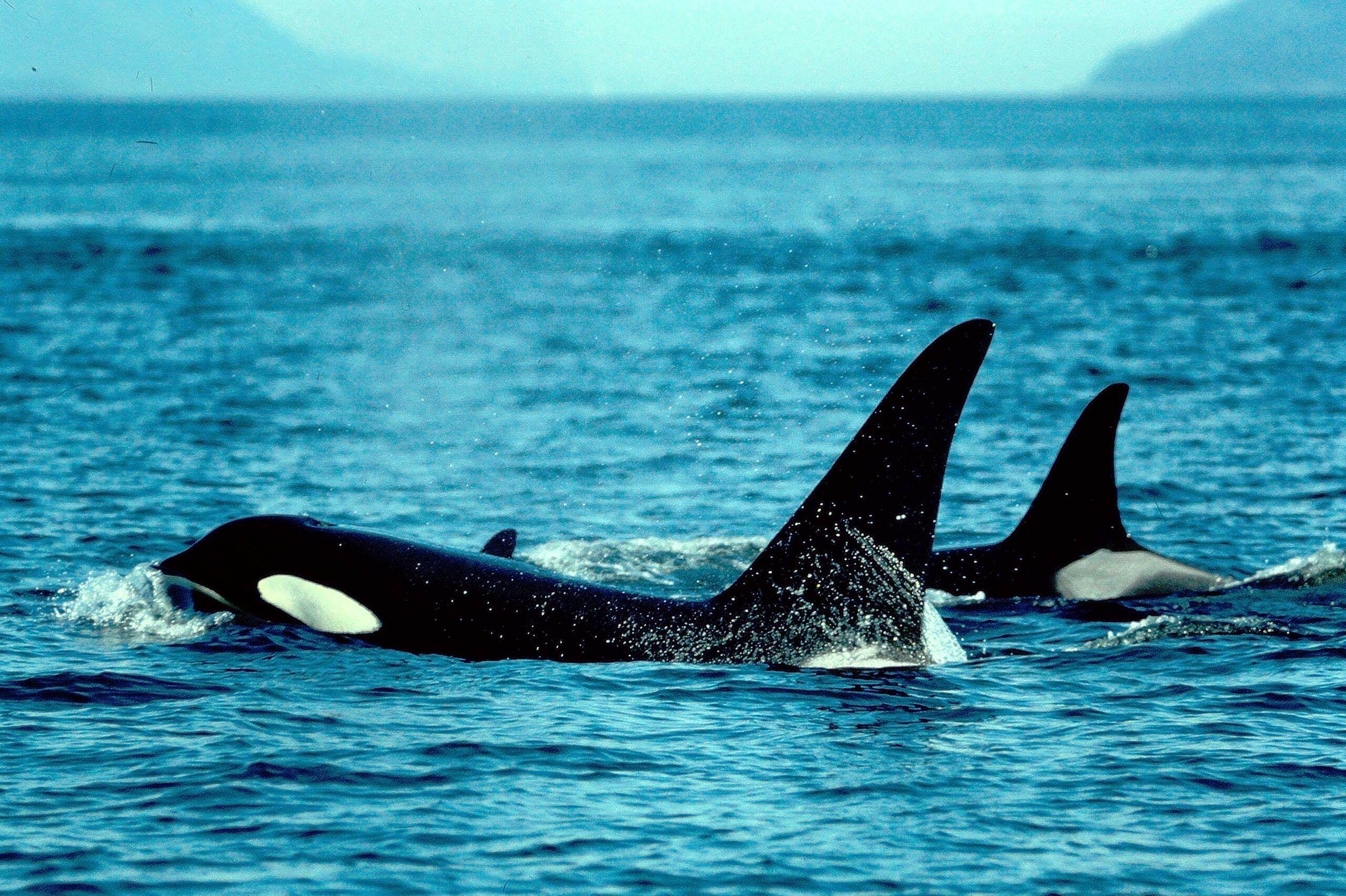 Ocas Display New Ocean Wise Display at the Shaw Centre for the Salish Sea Highlights ...