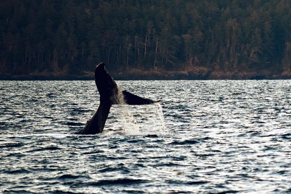 Rorqual à bosse - Cette photo a été prise au large de la côte du parc East Sooke, les territoires non cédés des nations T’Sou-ke et Scia’new. La baleine à bosse a fait un geste de la queue – un comportement rare.   