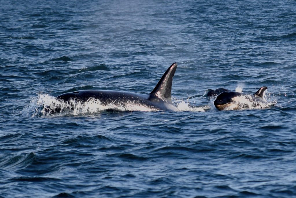 Excursion en mer pour les jeunes