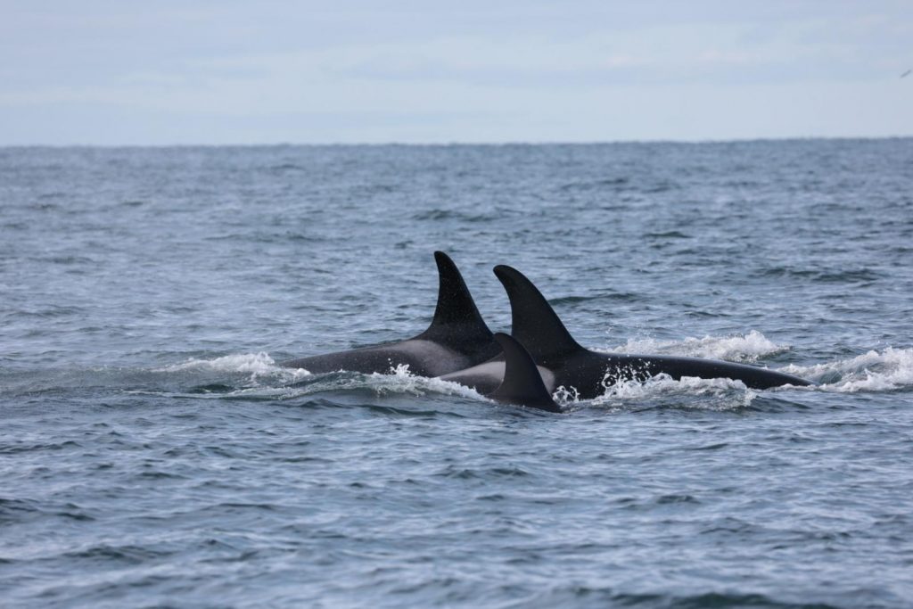 Whale Blitz