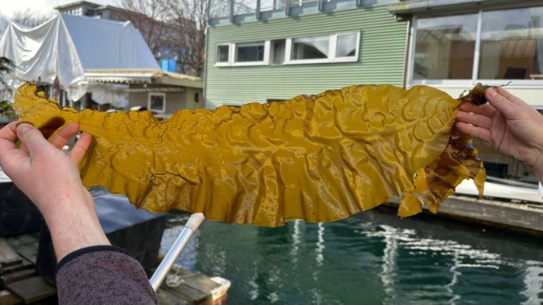 From Spore to Sporophyte: A Full Year of Growing Kelp 