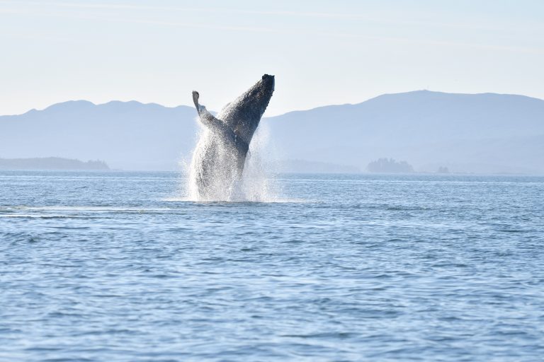 The Sunshine Coast Whale Festival is on August 14th – August 17th