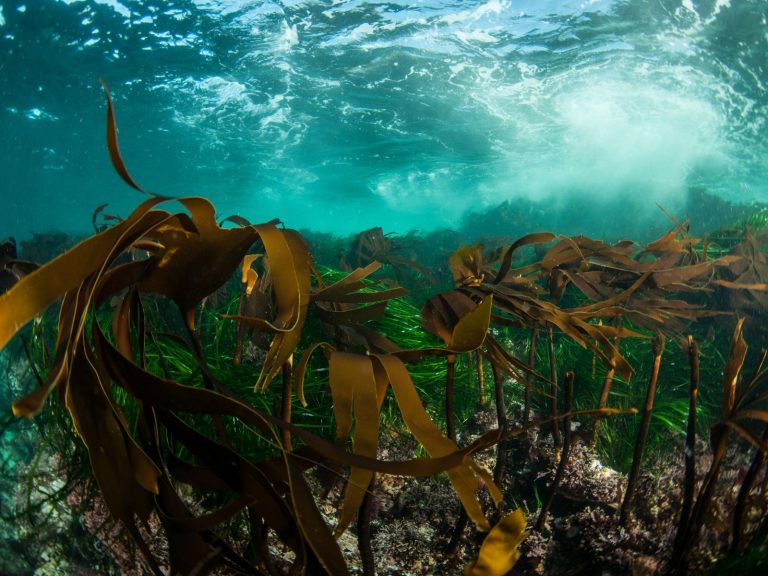 Can We Save Kelp Forests? Ocean Wise and Kelp Forest Alliance Unveil Comprehensive Kelp Monitoring Guide 