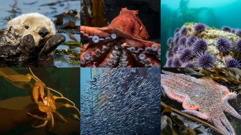 Six Ocean Animals That Rely on Kelp for Survival