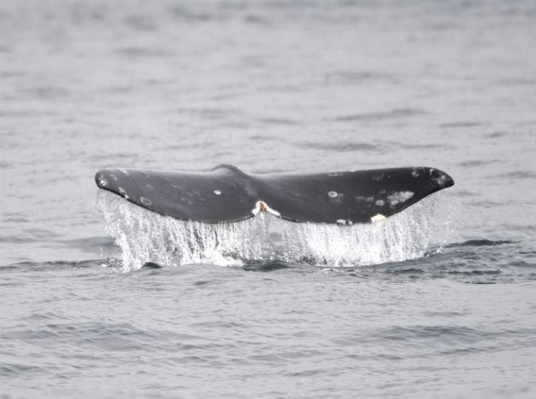 Grey Whales: Meet this overlooked gentle giant 