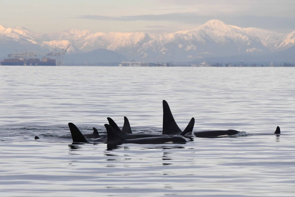 K Pod reposant dans le détroit de Géorgie. Crédit 