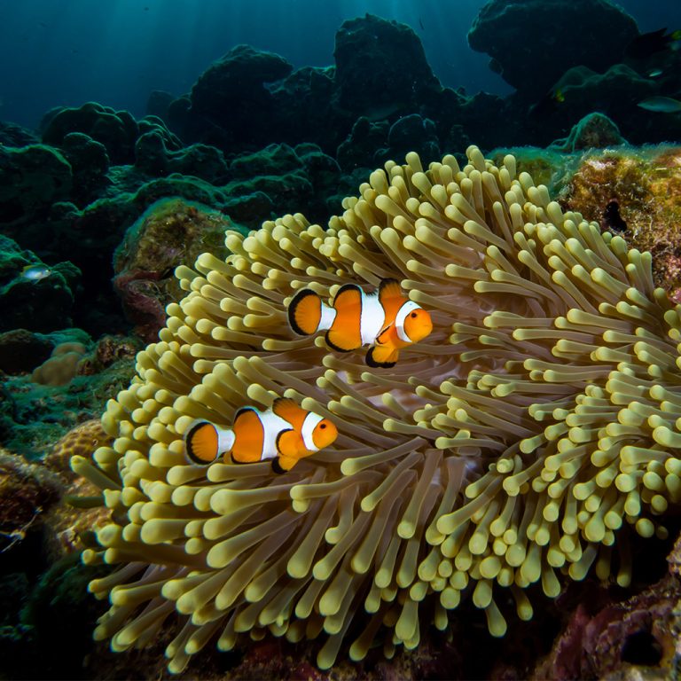 Two clownfish swimming next to an anemone