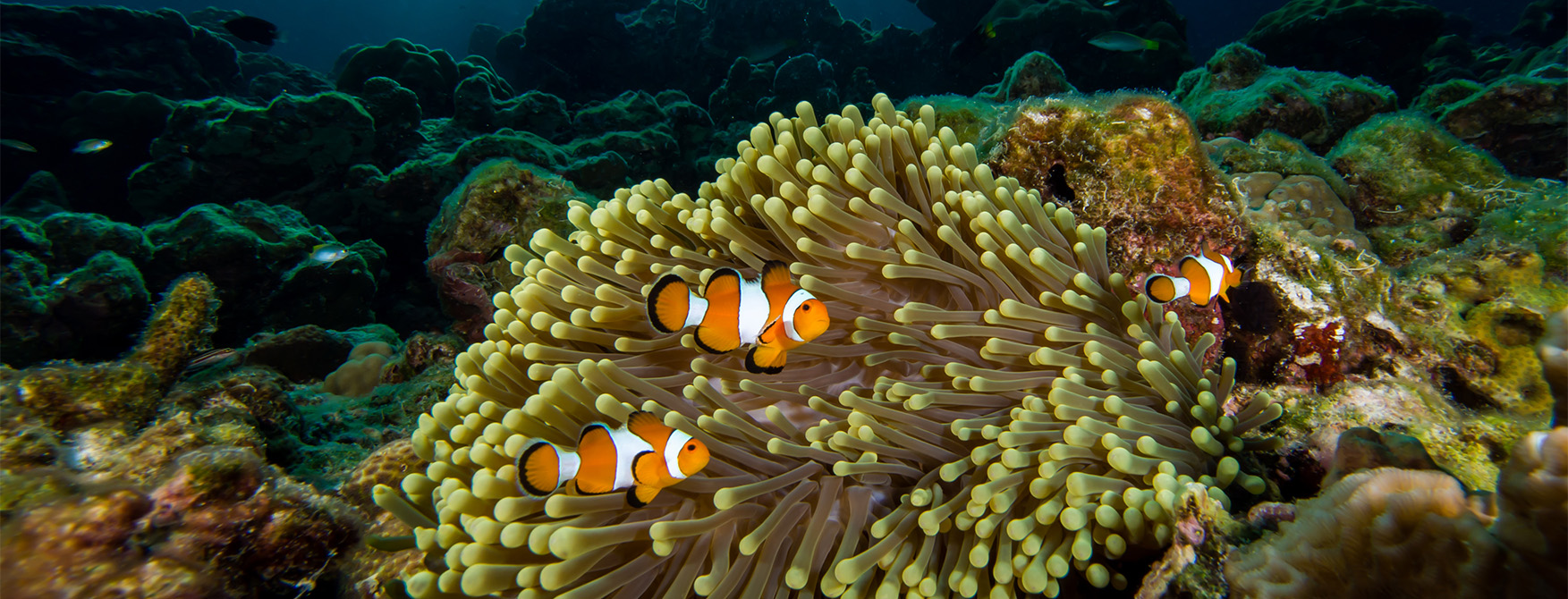 Three clownfish swimming next to an anemone