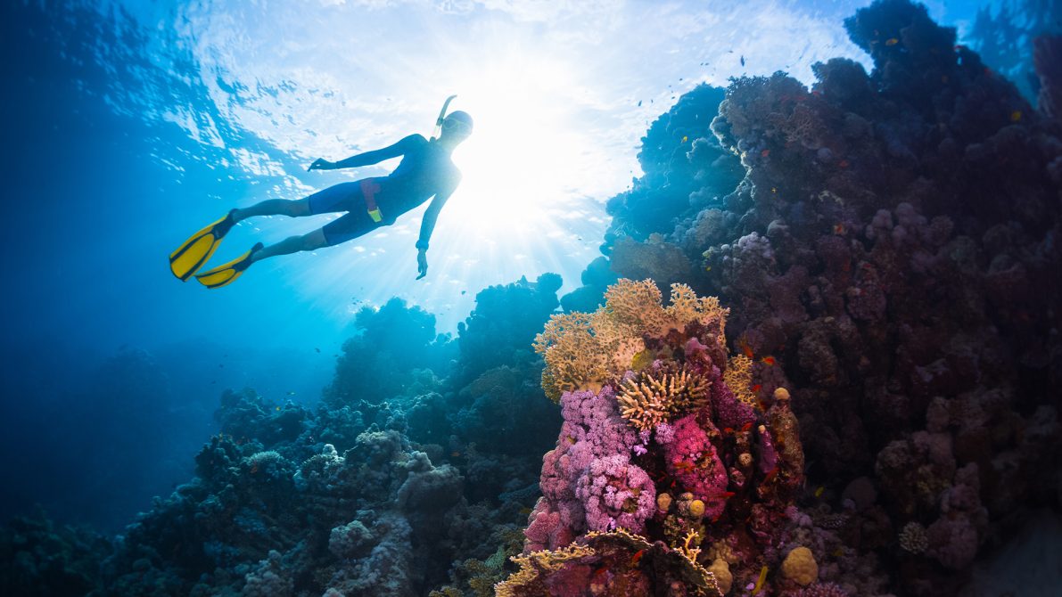 Freediver with coral reef
