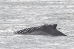 A humpback dorsal fin with healed propellor scarring from a vessel strike