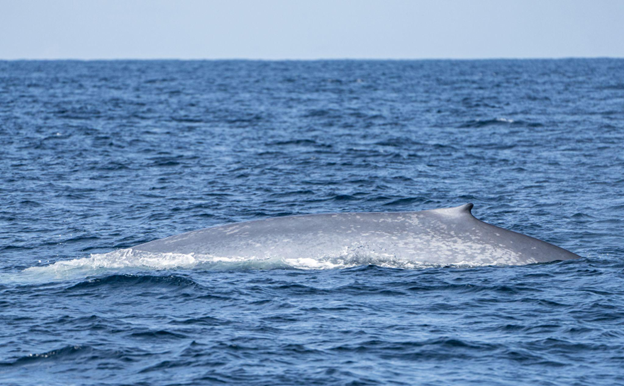 A blue whale swimming at the ocean surface in Atlantic Canadian waters.