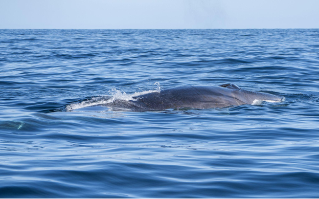 A fin whale surfacing in open ocean waters with its dorsal fin visible.