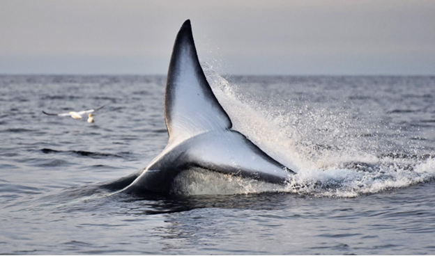 The tail fluke of a fin whale rising above the water as the whale dives beneath the surface.
