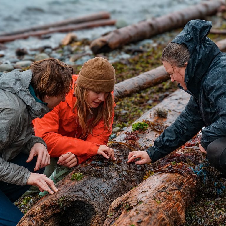 Three people look at different types of seaweed on the beach