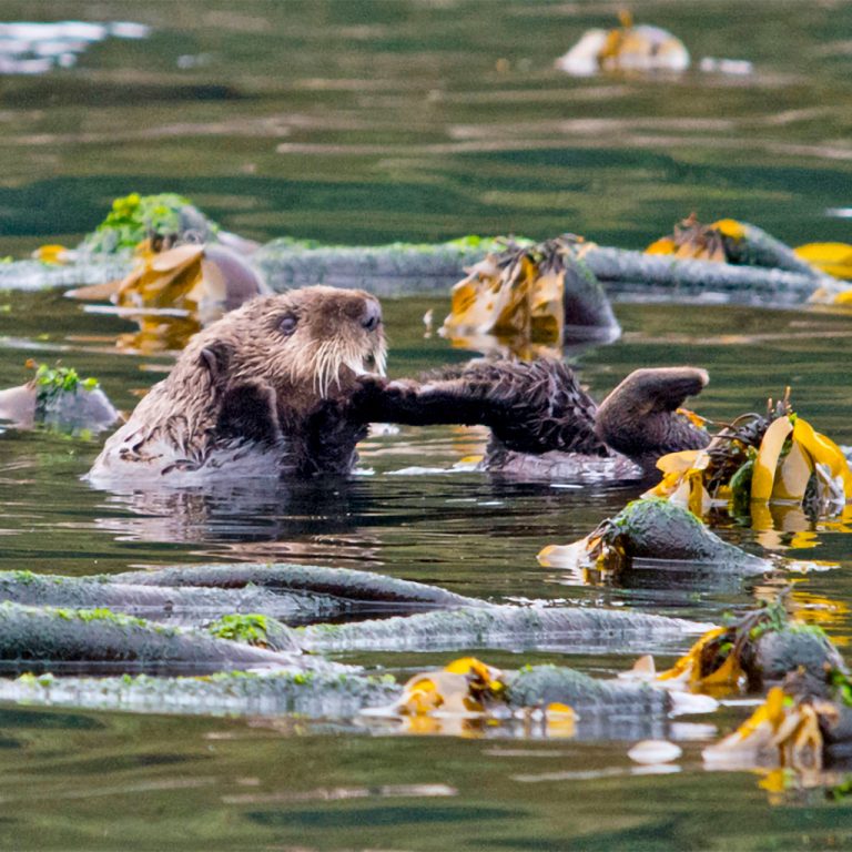 A sea otter floating among kelp and scratching itself