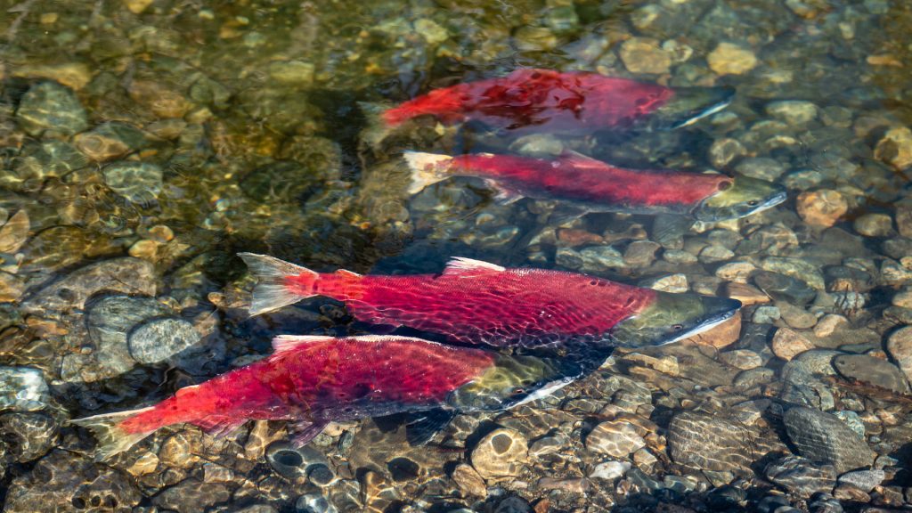 Four adult salmon swim in a shallow stream