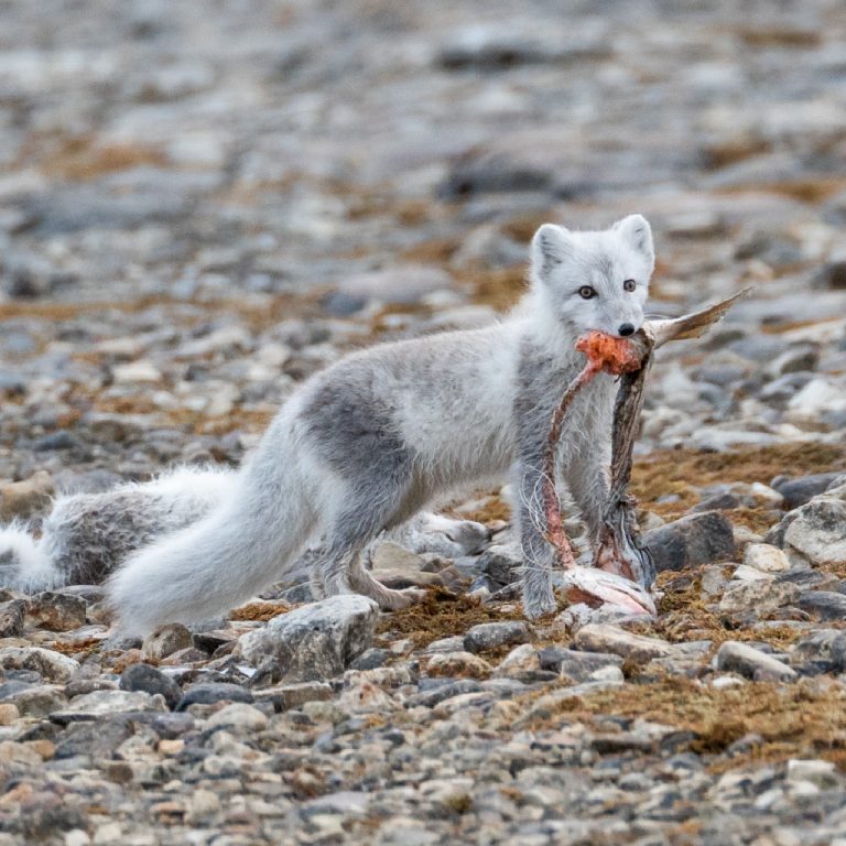An Arctic fox holds a salmon carcass in its mouth