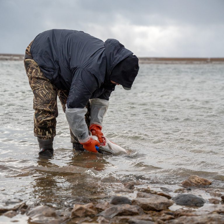 A man cleans a freshly caught salmon in a river