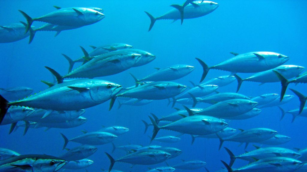 A large school of tuna swim underwater