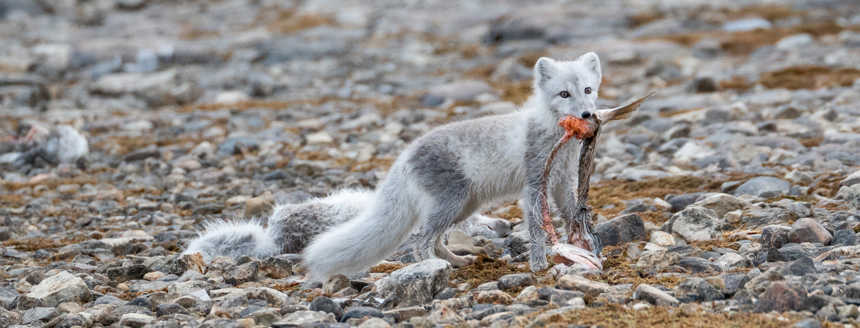 An Arctic fox holds a salmon carcass in its mouth